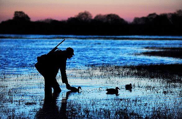 A Belarusian hunter places decoys on the Pripyat River near Kremno, south of Minsk. Duck hunting is a popular pastime in largely agrarian Belarus.