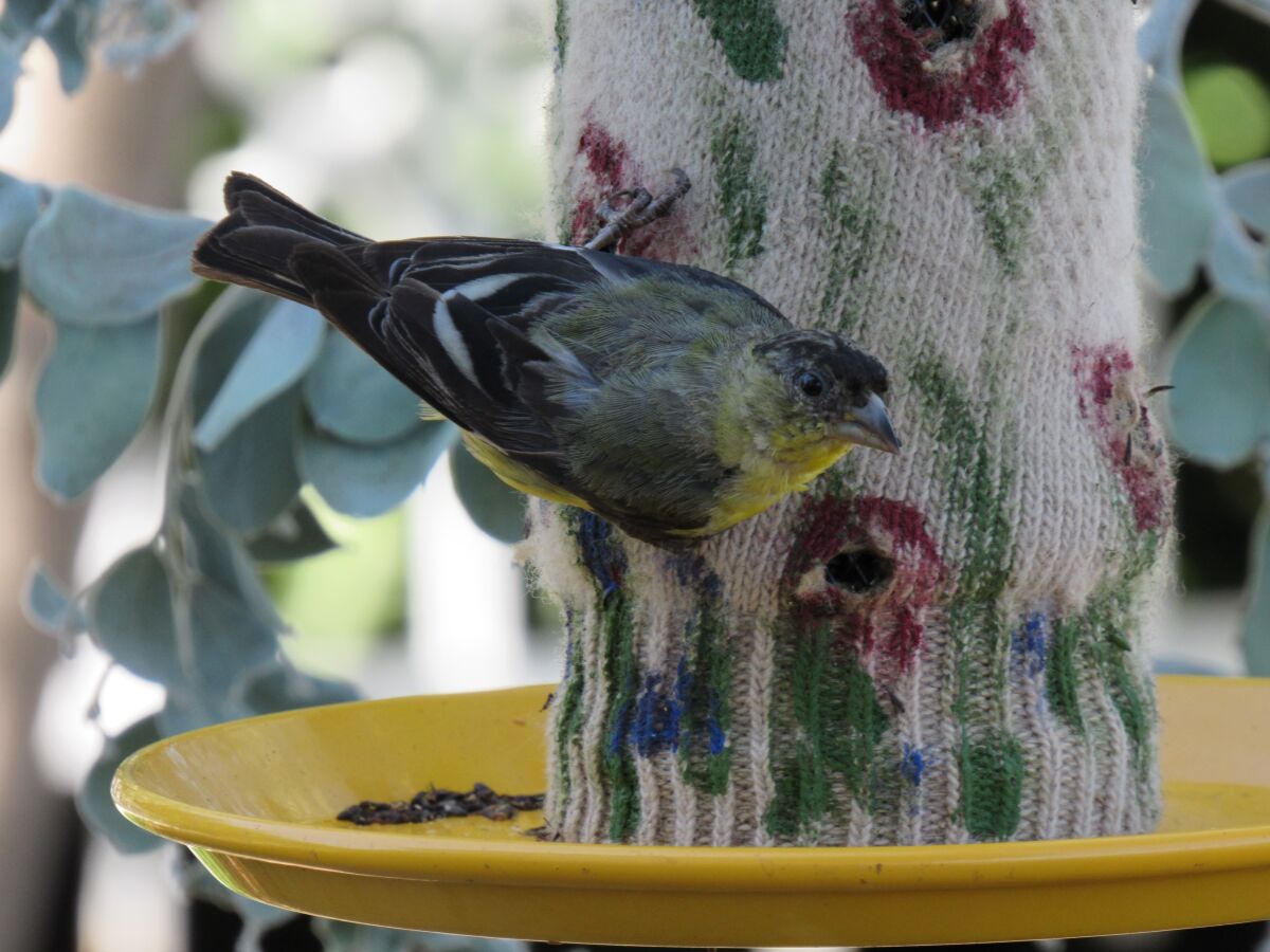 A bird takes a break from snacking on seeds out of a home made bird feeder in the La Mesa back yard of Bob and Shan Cissell.