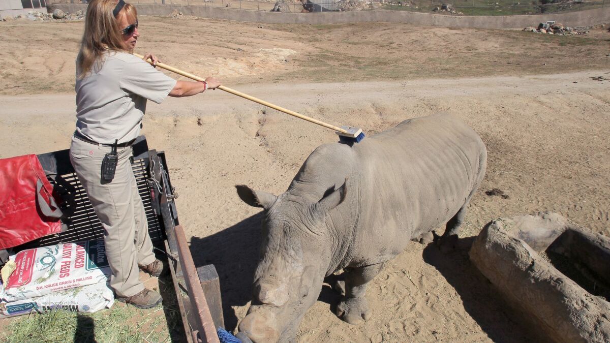 In this 2015 file photo at the San Diego Zoo Safari Park, animal keeper Jane Kennedy used a scrub brush to scratch the back of Chuck, a southern white rhino, who was a companion to Nola, the Park's elderly northern white rhino who died later that year.