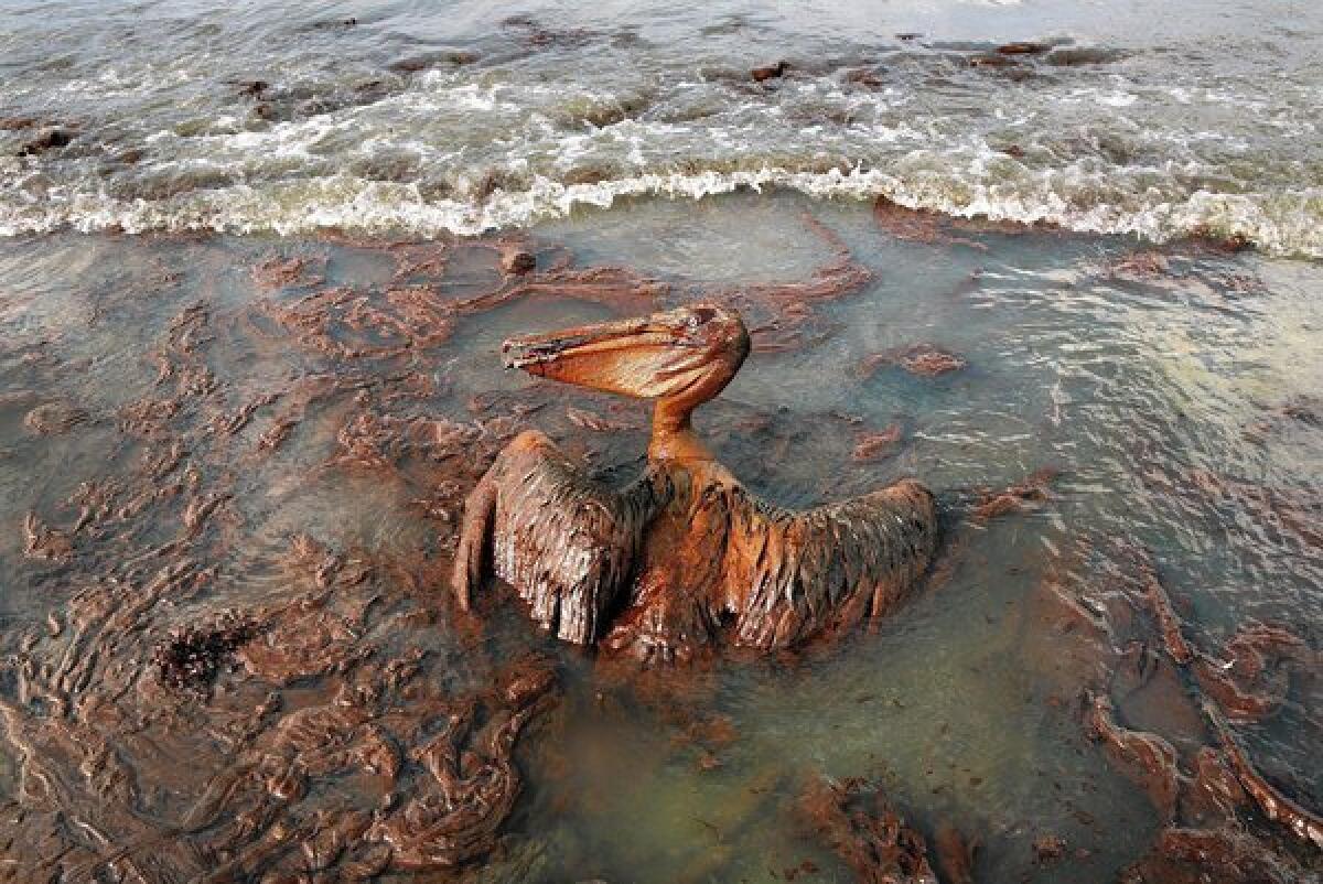 A gulf pelican struggles with the aftermath of BP's 2010 oil spill.