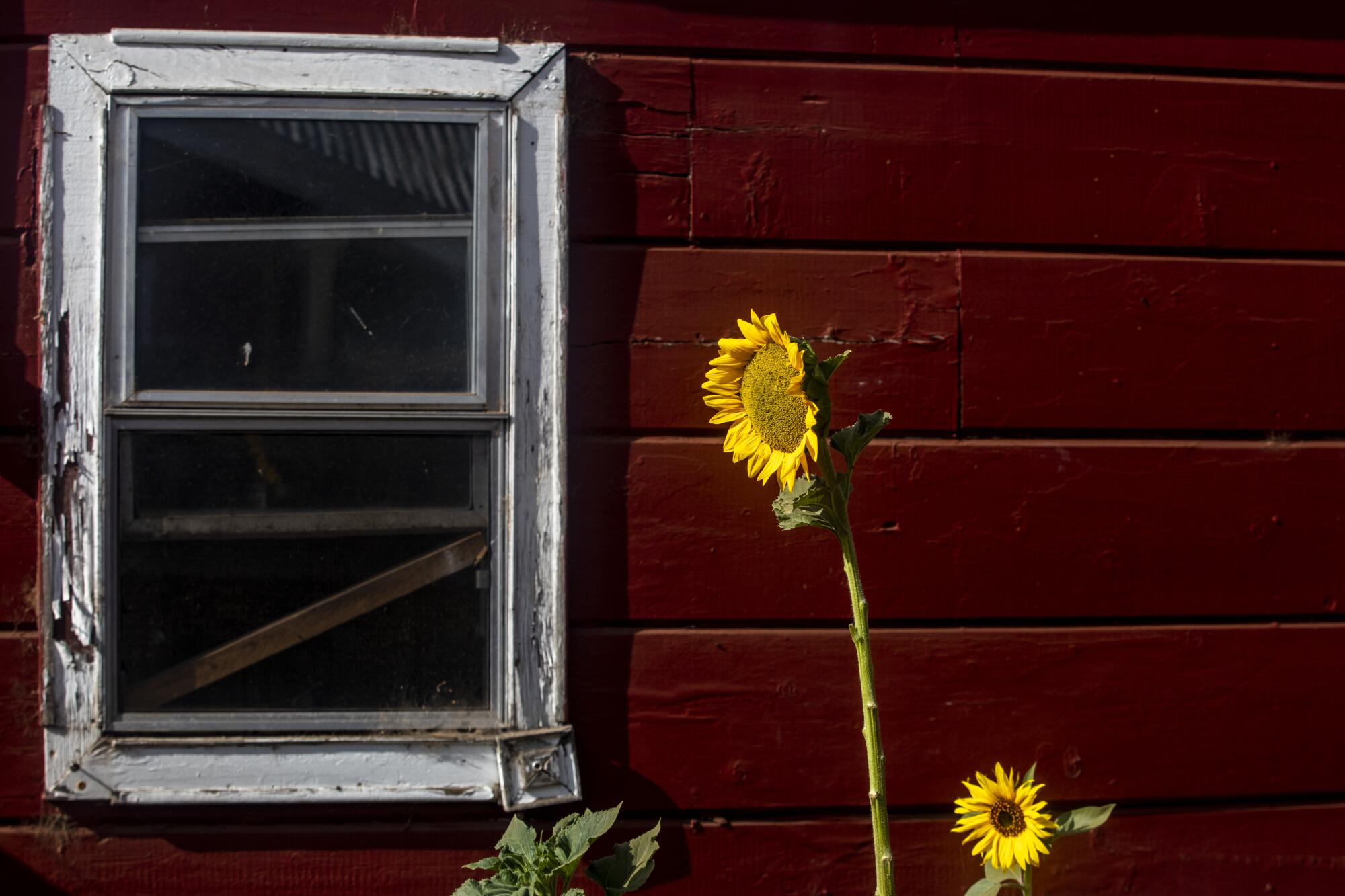 Sunflowers grow outside the goat shed on the Essues' small family farm.