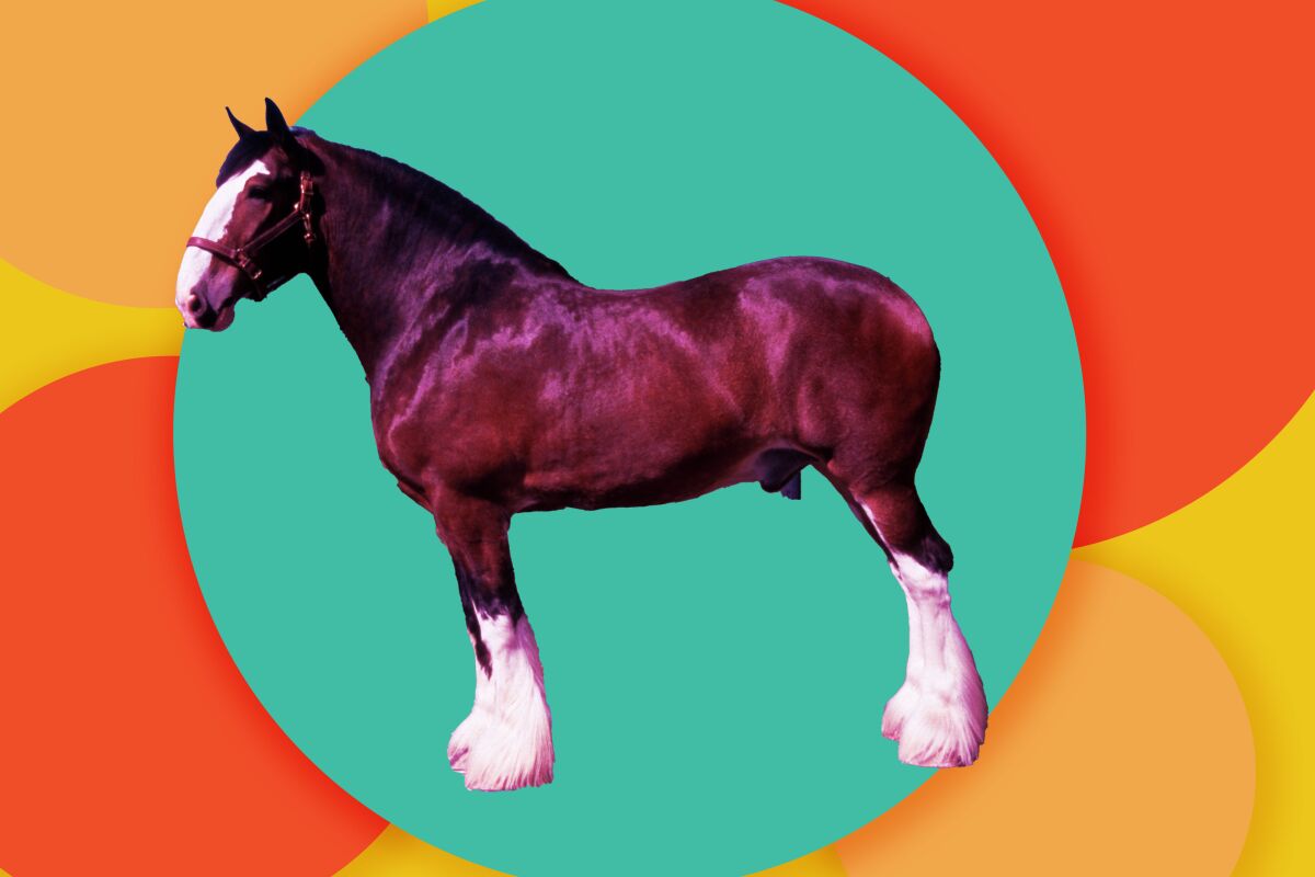 An illustration with a photo of Clydesdale horse on a background of colorful circles.