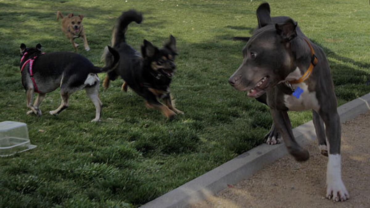 Dogs enjoy some play time at a park next to the headquarters of the Los Angeles Police Department. Rescue animals could still be sold under the ordinance.