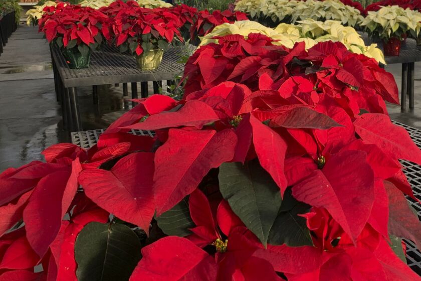 Poinsettias appear on display at a nursery in Larchmont, N.Y. on Monday, Dec. 5, 2022. The trick to poinsettias is keeping them alive through the holiday season. That starts with keeping them warm, even on the trip home from the store. (AP Photo/Julia Rubin)
