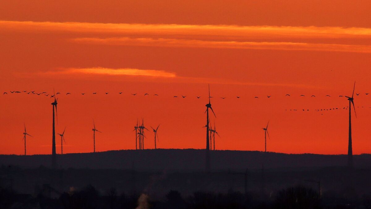 A swarm of birds flies past wind turbines just before sunrise in the outskirts of Frankfurt, Germany, in March.