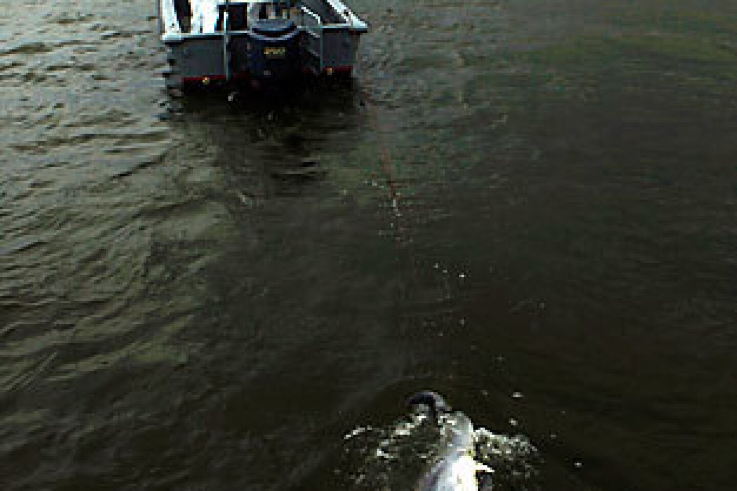 Dolphin towed to shore