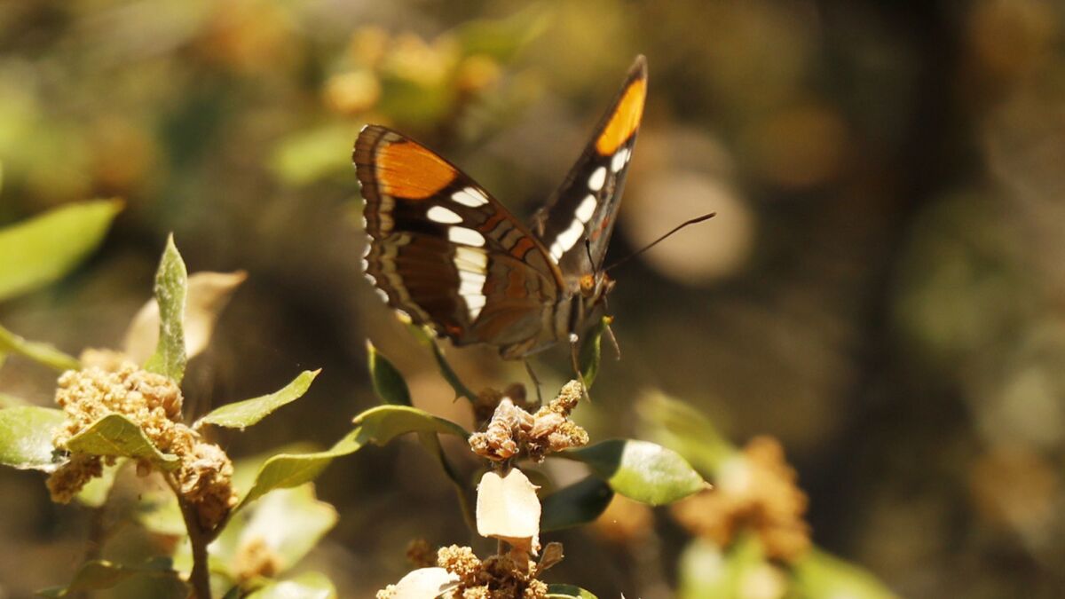Butterflies are among many species found in the mixed conifer forest of the Tecuya Ridge area of the Los Padres Forest.