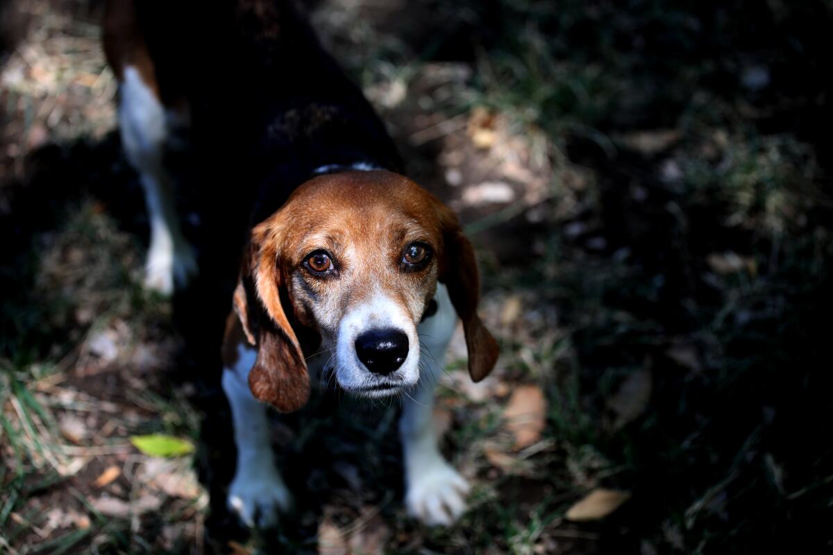 A beagle stands in dappled sunlight