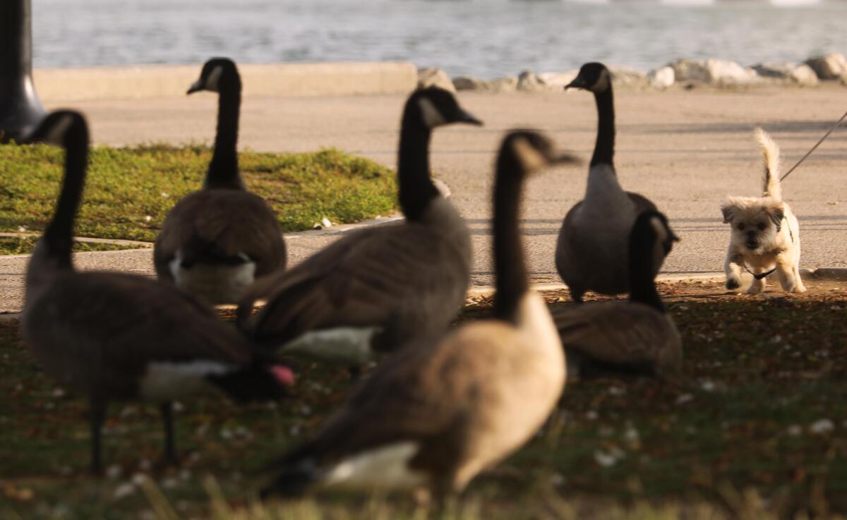 Milo, a small dog, prepares to run after geese at Echo Park Lake in Los Angeles.