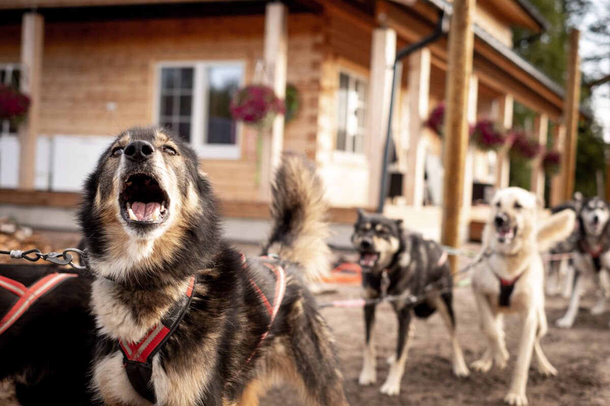 Alaskan huskies eager for off-season training at Bearhill Husky Tours.