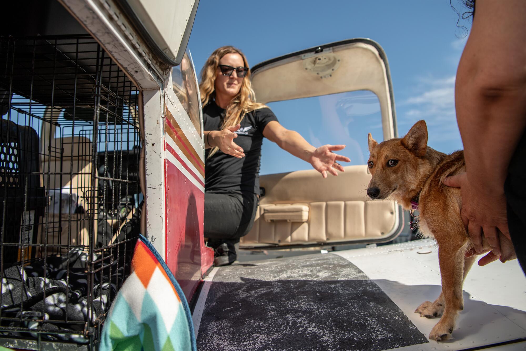 Petra Janney reaches for a fox-faced mama dog who was found abandoned in Bakersfield in a locked crate with her six puppies. 