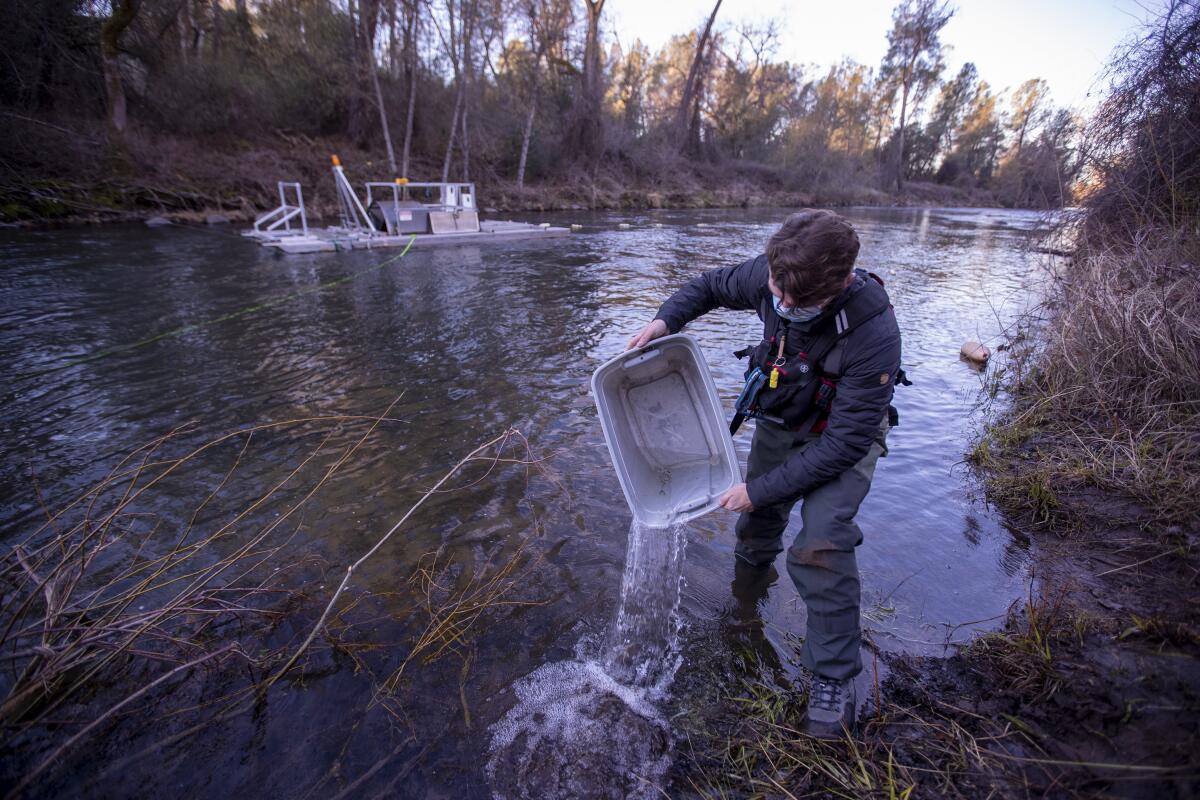 A man pours a bucket of juvenile Chinook salmon into a creek.