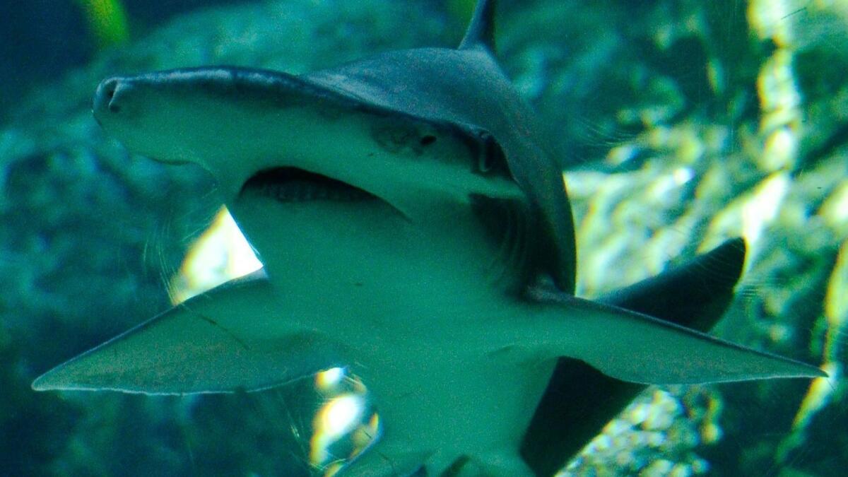 A bonnethead shark swims at the Aquarium of the Pacific in Long Beach.