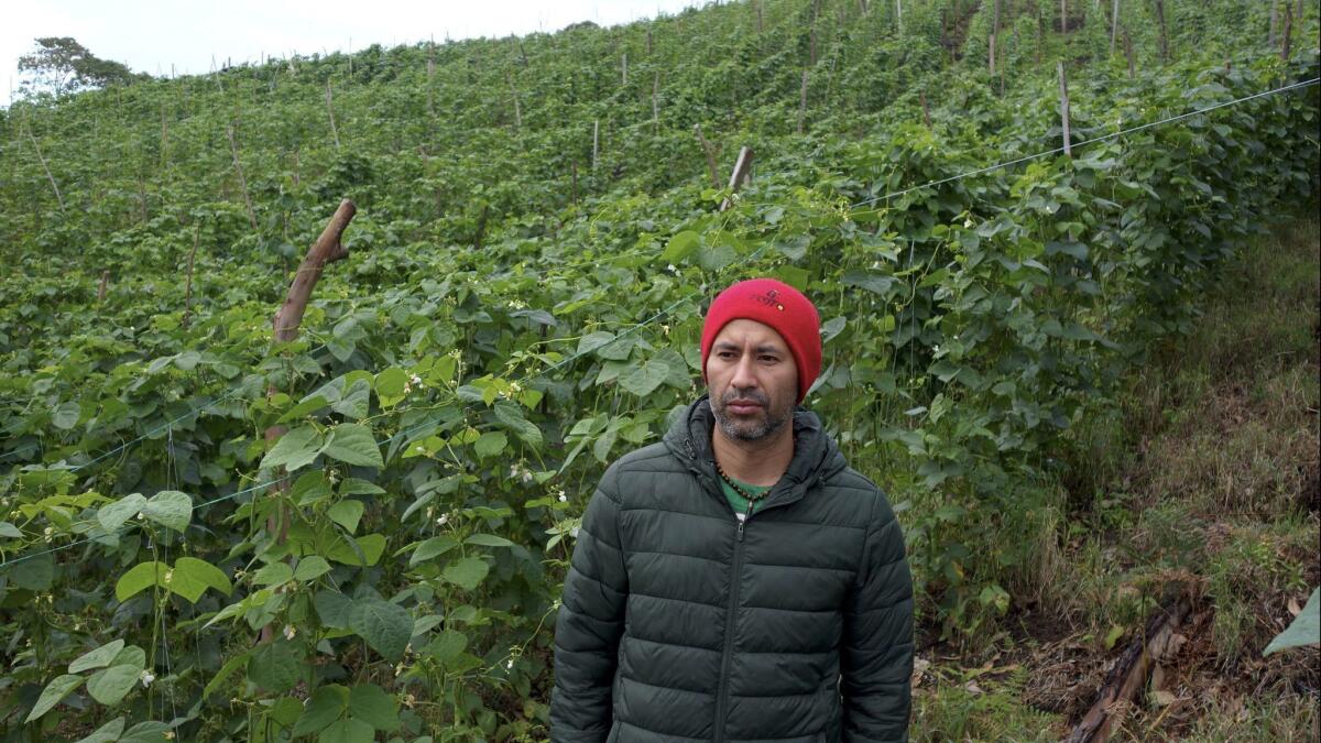 Carlos Eduardo Villaraga, a 39-year-old who once commanded a rebel unit and now lives at the Icononzo camp, has eight acres of row crops of string beans and peas as well as several other crops.