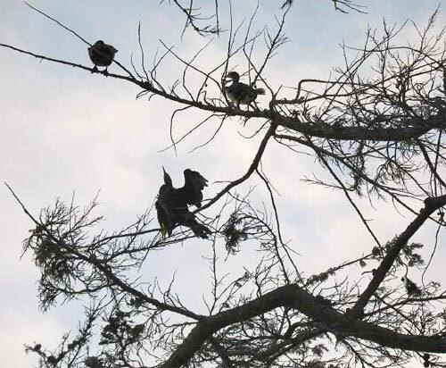 Wildlife on L.A.'s Ballona Creek