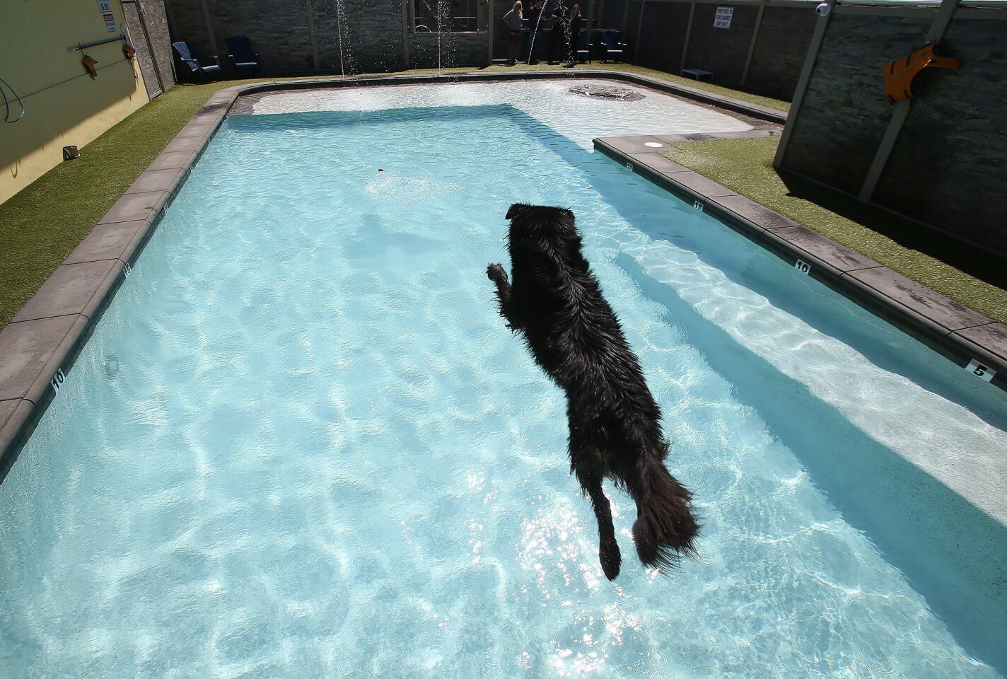 Poppy Bear leaps off the dock into the new the 50-foot long, 4-foot deep swimming pool at The Bone Adventure's new swim club for dogs in Costa Mesa.The Swim Club includes a 40-foot regulation size platform for dock diving, sun decks, and water fountains.