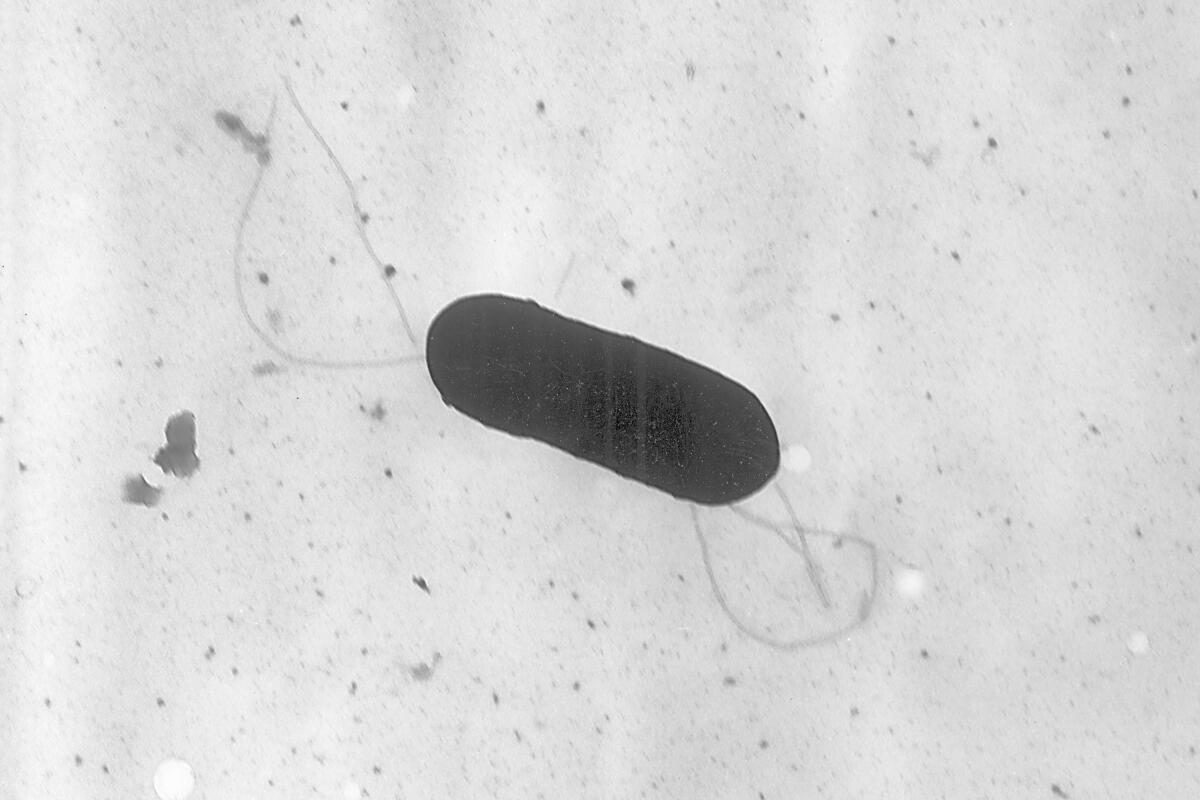 FILE - This 2002 electron microscope image made available by the Centers for Disease Control and Prevention shows a Listeria monocytogenes bacterium, responsible for the food borne illness listeriosis. On Wednesday, Nov. 9, 2022, U.S. health officials said at least one death and a pregnancy loss are tied to an outbreak of listeria food poisoning associated with sliced deli meats and cheeses that has sickened 16 people in six states, including 13 who were hospitalized. (Elizabeth White/CDC via AP, File)