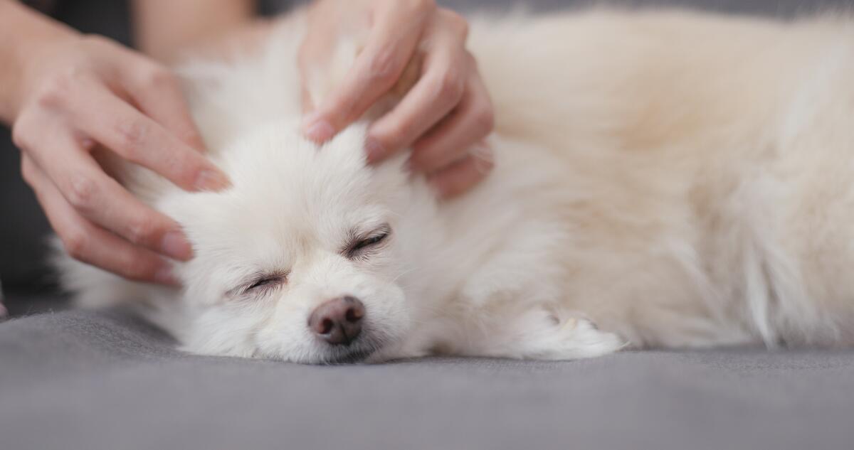 Lucky dogs can get massages, manicures and more at Doggie Paradise Sept. 14 at the Queen Mary Events Park.