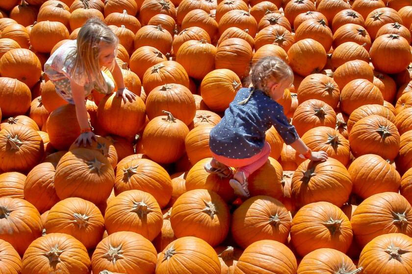 Annlie Nelson, 4, at left of Vista, and friend Elizabeth Entzminger, 3, at right of Oceanside, climb through the available pumpkins at Bates Nut Farm in Valley Center.
