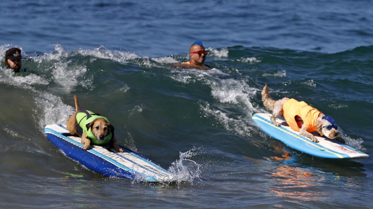 Surf dogs show their stuff