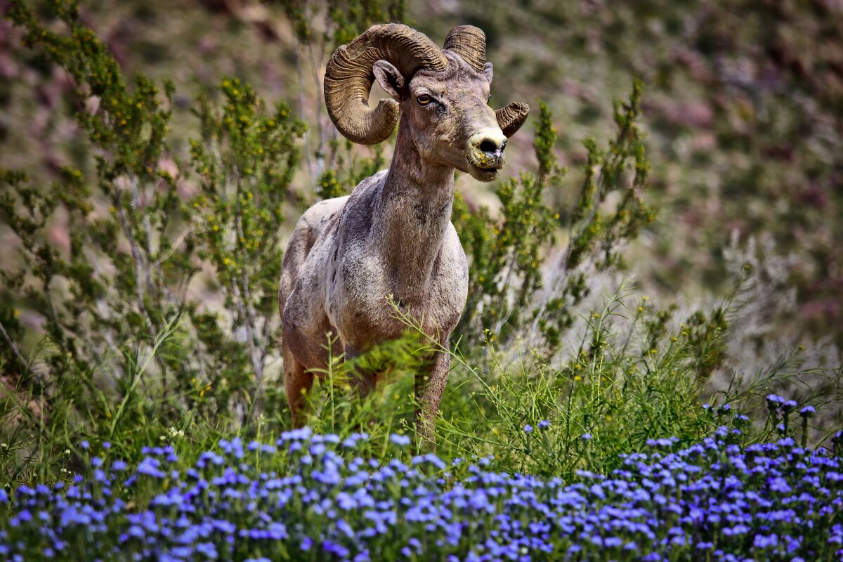 Bighorn sheep