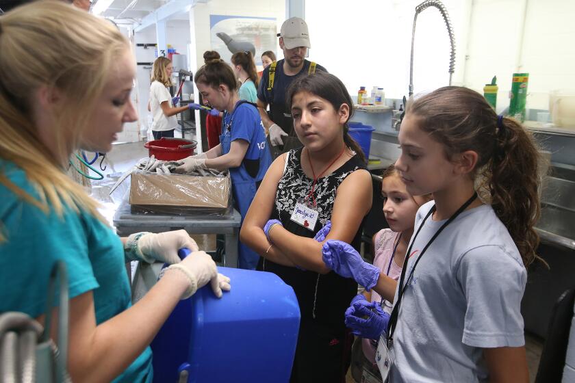 Malena Berndt, senior camp counselor, left, works with kids at Camp Pinniped at the Pacific Marine Mammal Center in Laguna Beach. The camp teaches children about human impact on the environment and exposes them to life in the marine mammal hospital.