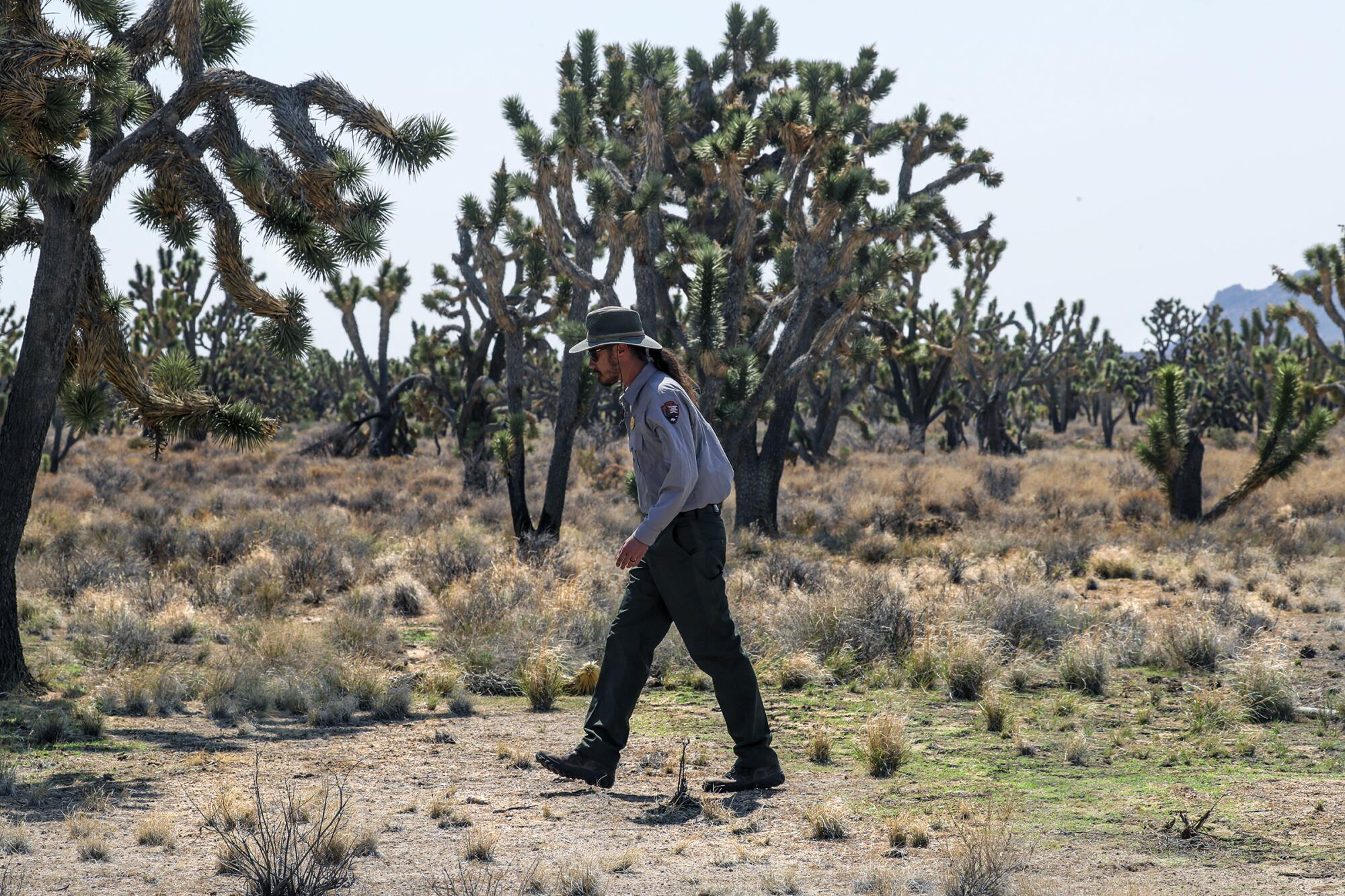  Drew Kaiser checks for red brome, an  invasive grass, in an unburned portion of the Joshua tree forest.