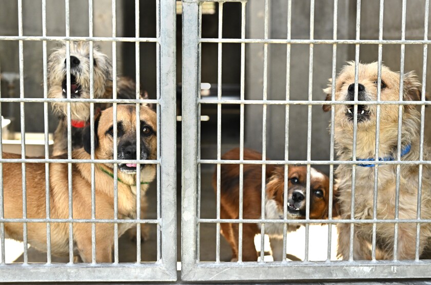 Four little dogs look out of a kennel