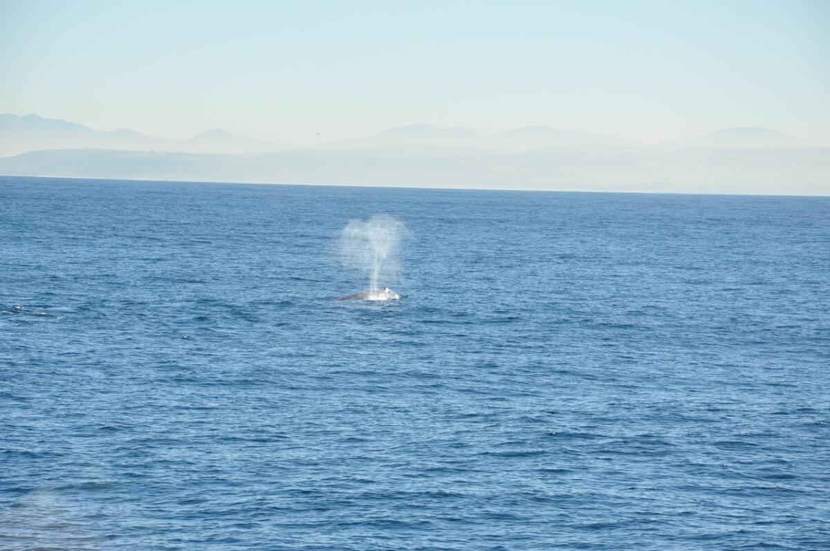 A spout of air from a gray whale is a sight that can sometimes be seen from the La Jolla coast.