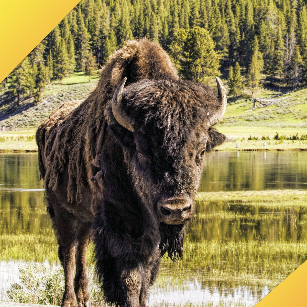 A bison at Yellowstone National Park.