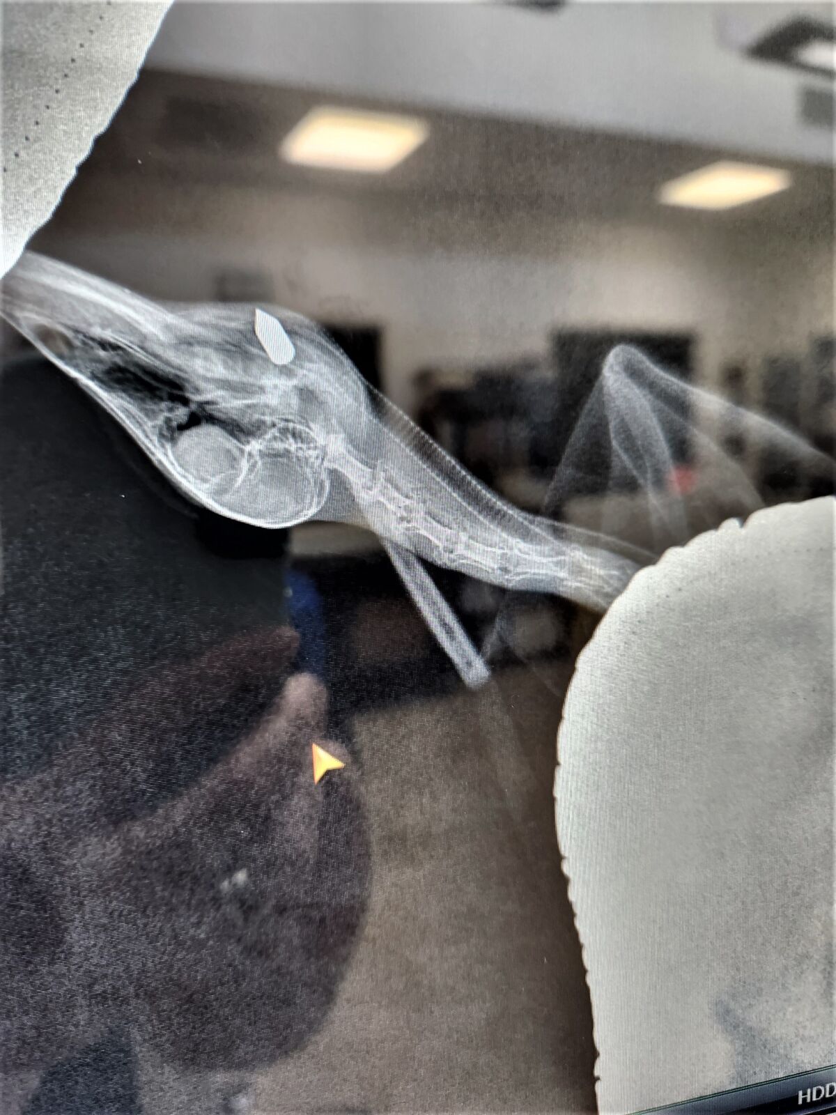 An X-ray shows where a small arrow, likely launched by a handheld crossbow, penetrated the neck of a mallard duck.