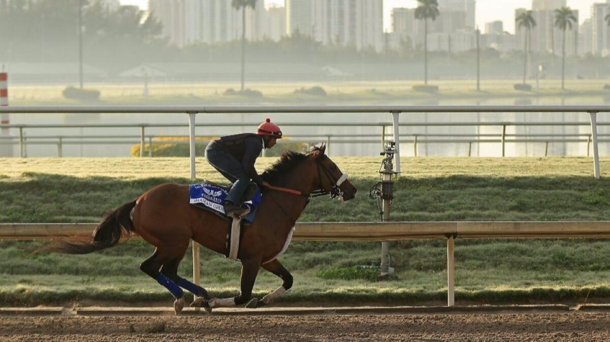 Shaman Ghost works out on Jan. 26 ahead of the $12-million Pegasus World Cup in Hallandale, Fla.