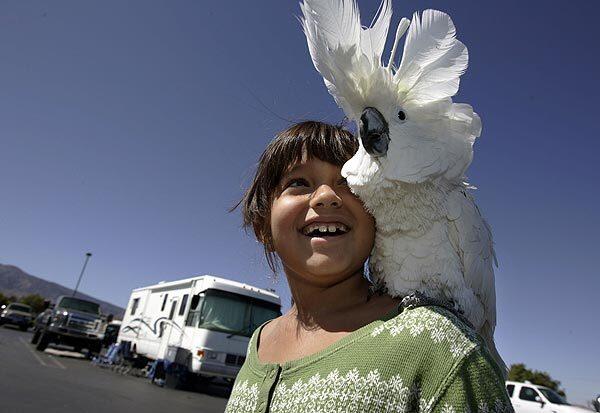 Stephanie Robeles plays with her pet cockatoo Daisy in the parking lot of Stater Bros. market in Phelan. Robeles, who turned 8 years old Monday, is with her family many other Wrightwood evacuees gathered in the parking lot waiting to go back to their homes. Full story