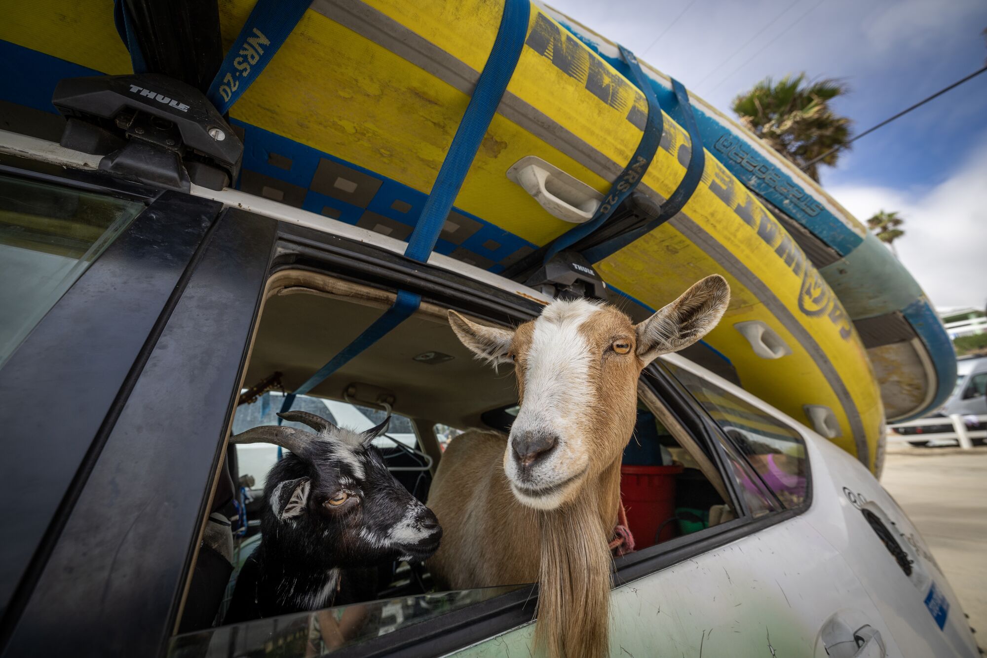 Surfing goats Chupacabrah, 1, and Grover, 11, check out the waves from the goat mobile.