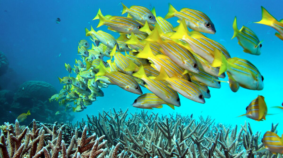 A school of fish hovers over staghorn coral on the Great Barrier Reef in Australia.