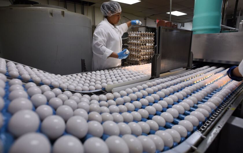Eggs being cleaned at a plant in the United States.