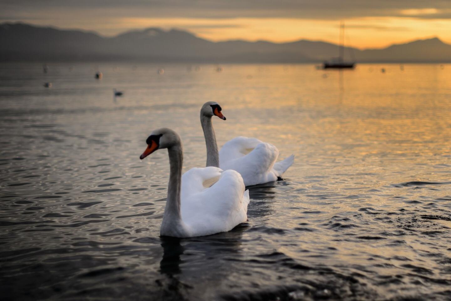 Swiss swans