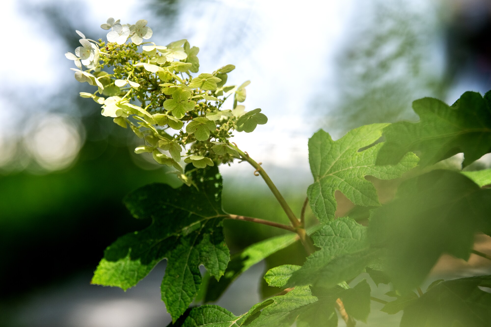 Oakfield Hyderea plant