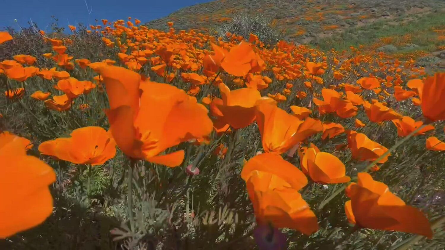 Photos: Don't come. You could be arrested | Lake Elsinore closes access to latest poppy 'superbloom'