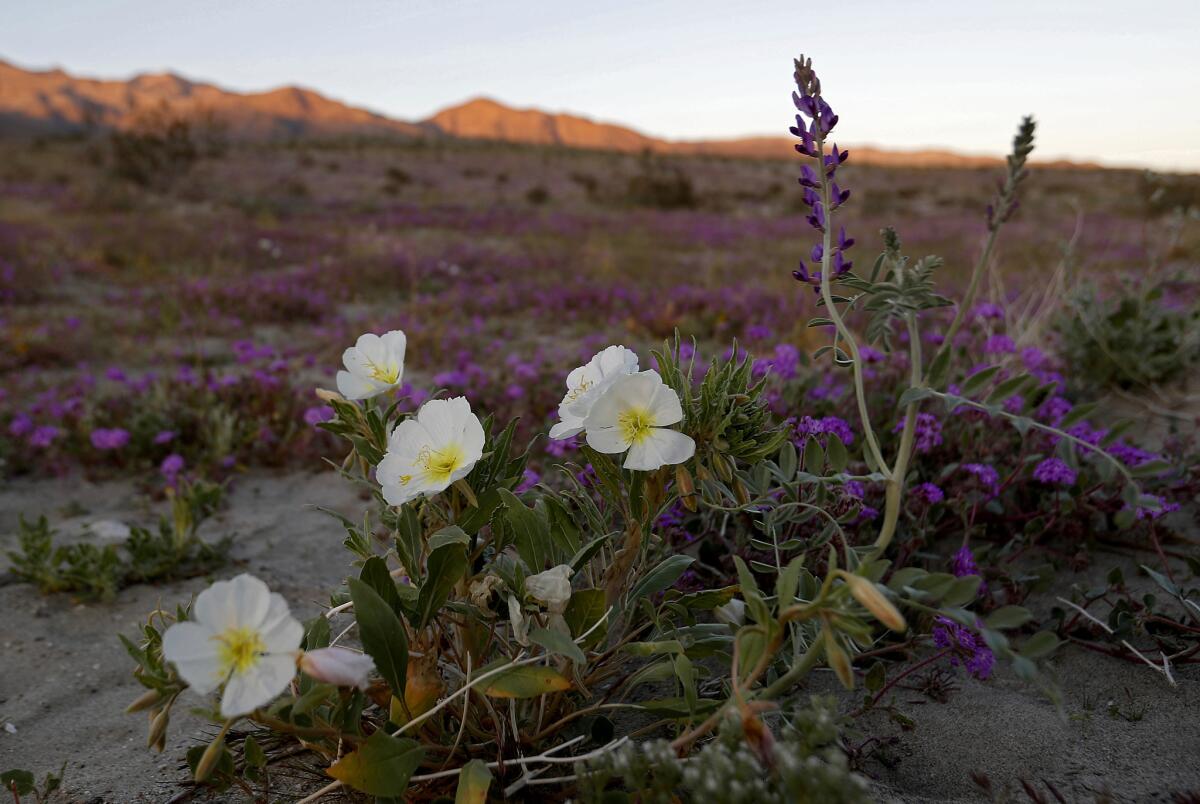 Wildflowers bloom near the Mile 31 marker of Highway S-22 in Anza-Borrego Desert State Park.