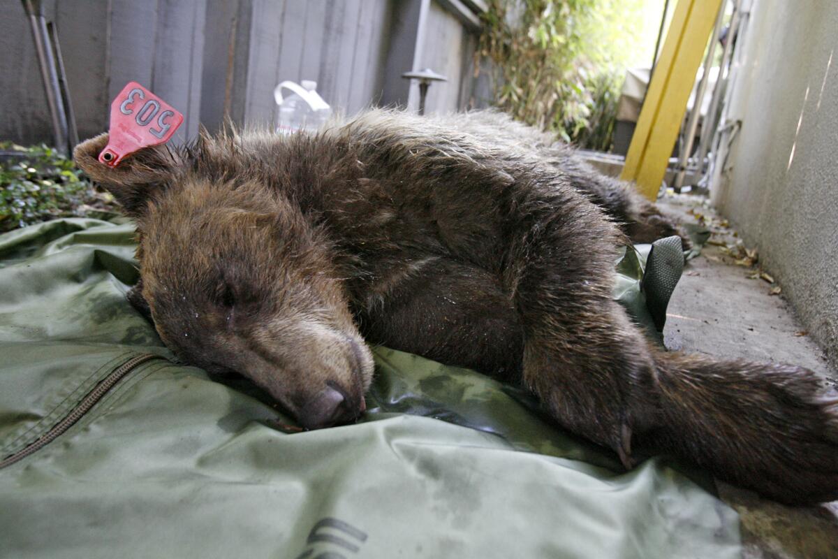 A 1-year-old female bear was tranquilized Monday afternoon after a stroll through several backyards.
