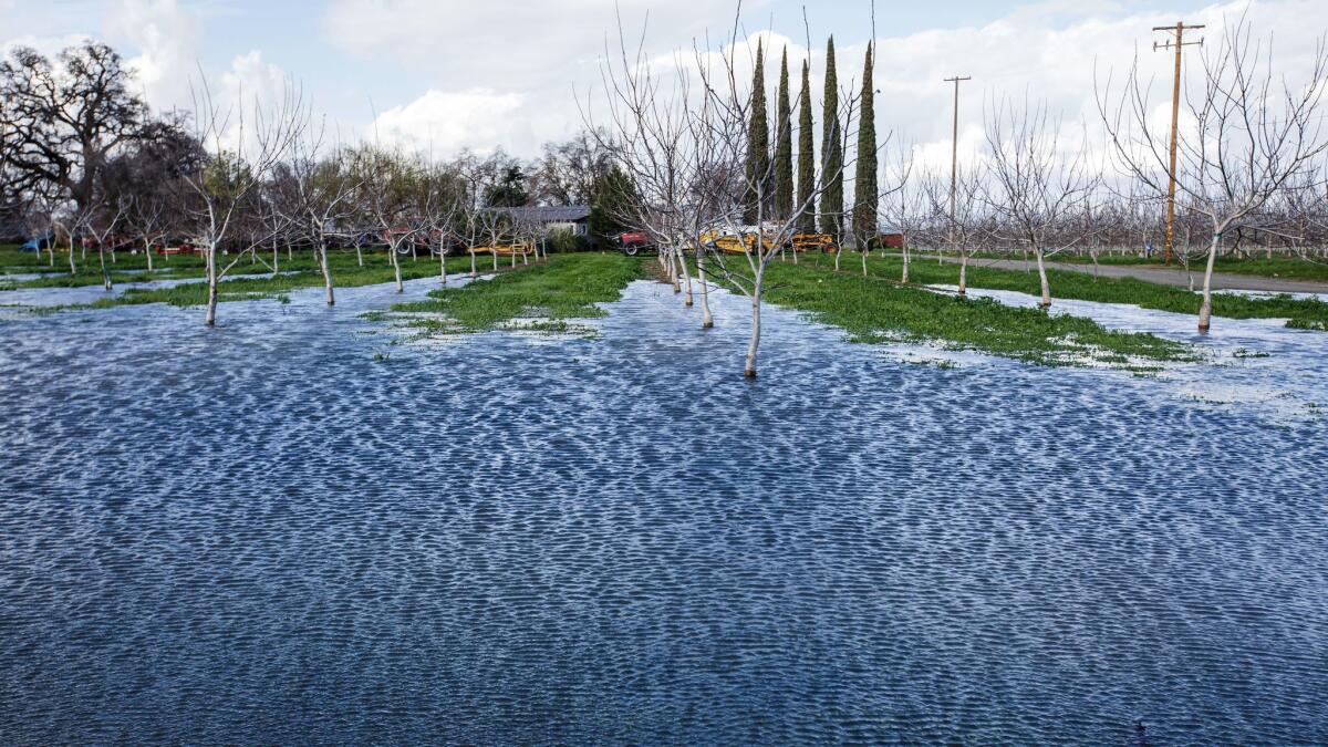 Water from the swollen Feather River floods a farm last week, the result of heavy rain and the release of water from the Oroville Dam to reduce the lake's level.