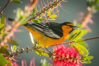 A visiting Bullock’s oriole enjoys the nectar from a bottlebrush tree.