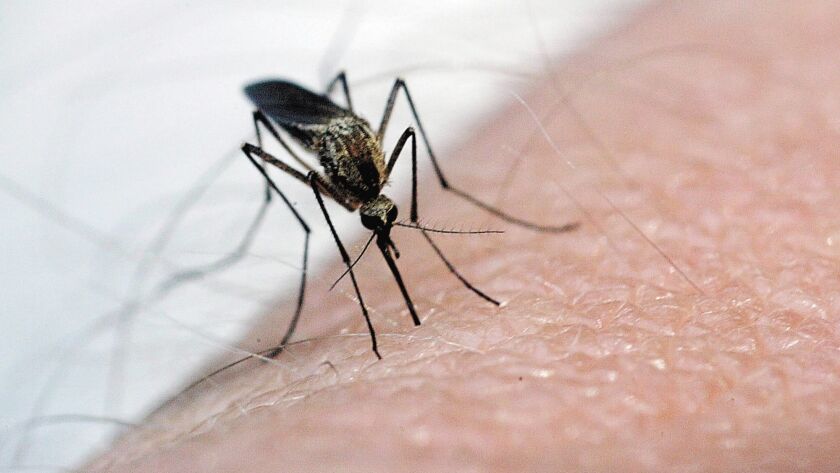 A mosquito bites a human. Mosquitoes spread West Nile virus to people, but researchers say transmission could fall in California now that the drought has ended.