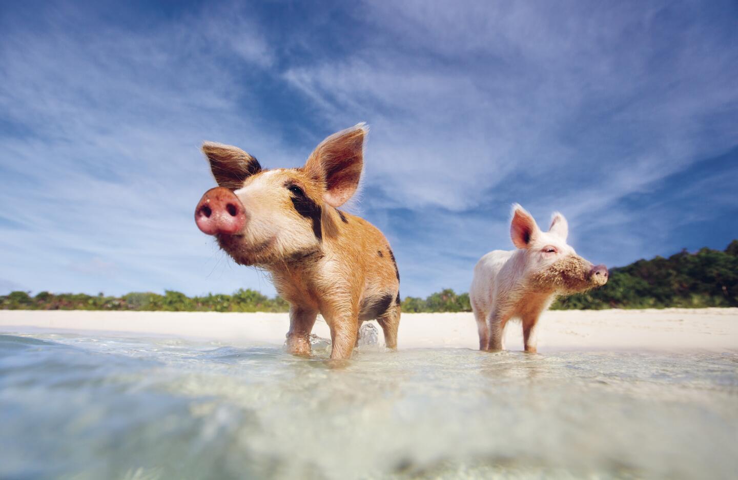 Pig Beach – Big Major Cay, the Bahamas