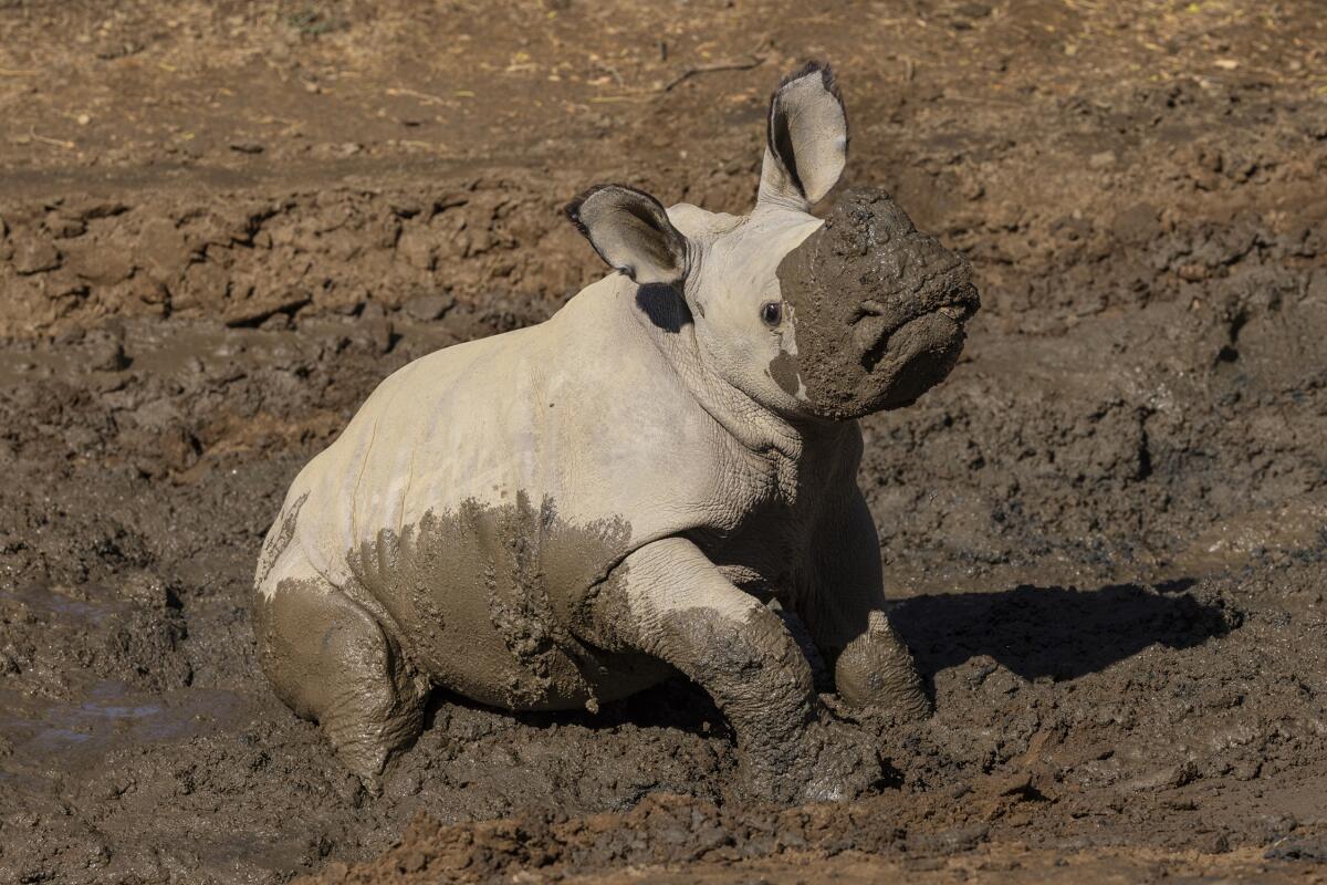 Neville se ha convertido en el atractivo de las celebraciones del Día Mundial del Rinoceronte en el Safari Park de San Diego.