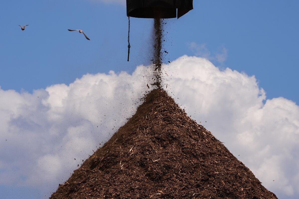Birds fly past a pile of wood pulp.