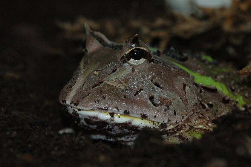 The South American horned frog is a sit-and-wait predator that, like all frogs, snatches its prey with its astonishingly sticky tongue.