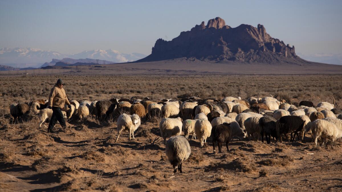 TWO GREY HILLS, NEW MEXICO -- TUESDAY, NOVEMBER 13, 2018: Irene Bennalley walks her herd of Navajo-Churro sheep out to grazing land where extreme drought has gripped the Four Corners region near Two Grey Hills, New Mexico, on Nov. 13, 2018. (Brian van der Brug / Los Angeles Times)
