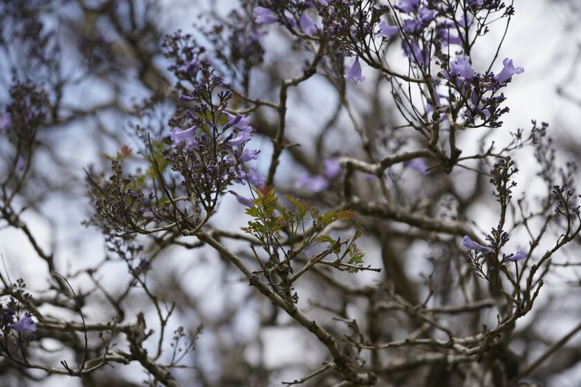 Dozens of jacarandas at the Morley Field Disc Golf Course are barren, with only a few sprouting green leaves and buds on Friday, May 26, 2023 in San Diego, California.